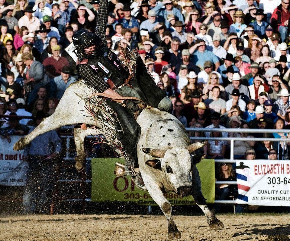 bullriding Sports Image
