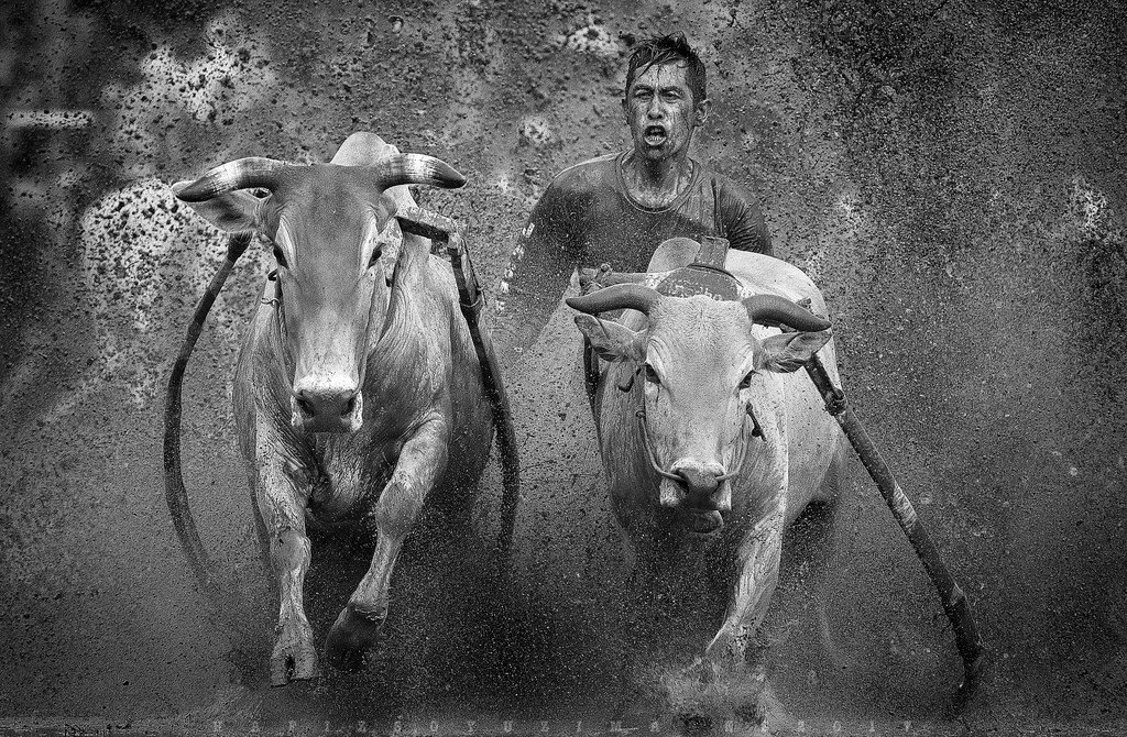 bullriding Sports Image