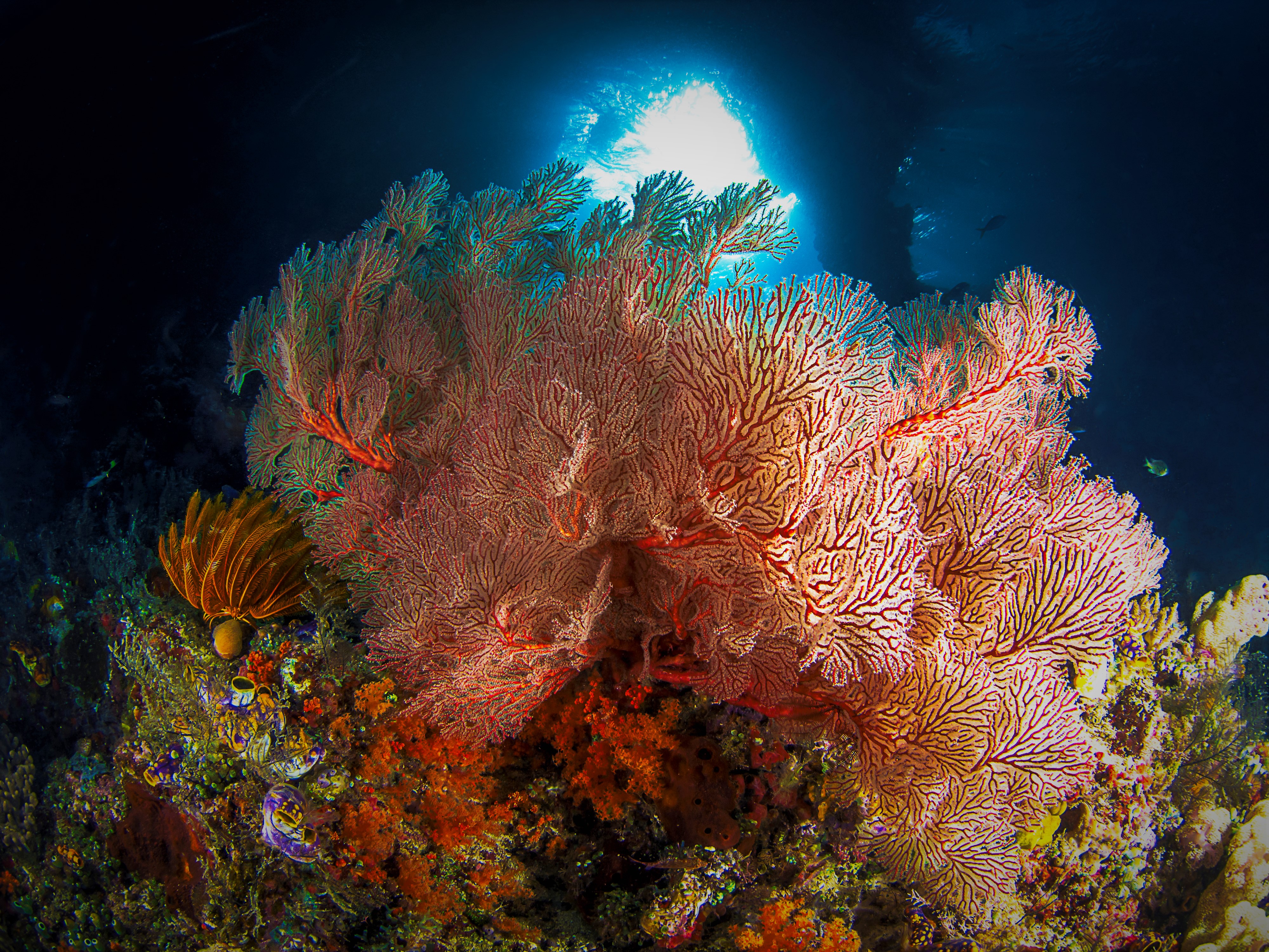 Sunlight Shining on Coral Under the Sea