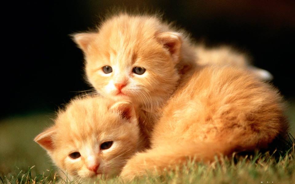 Gatitos: Hãy đón nhận những chú mèo nhỏ xinh đẹp này với tình yêu và sự quan tâm. Họ sẽ làm cho ngày của bạn trở nên tươi vui và đáng yêu hơn. Nhấn vào ảnh để xem ngay hình ảnh này.
