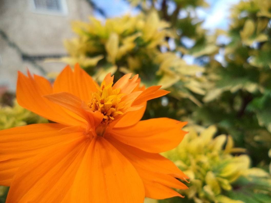  Flower Orange