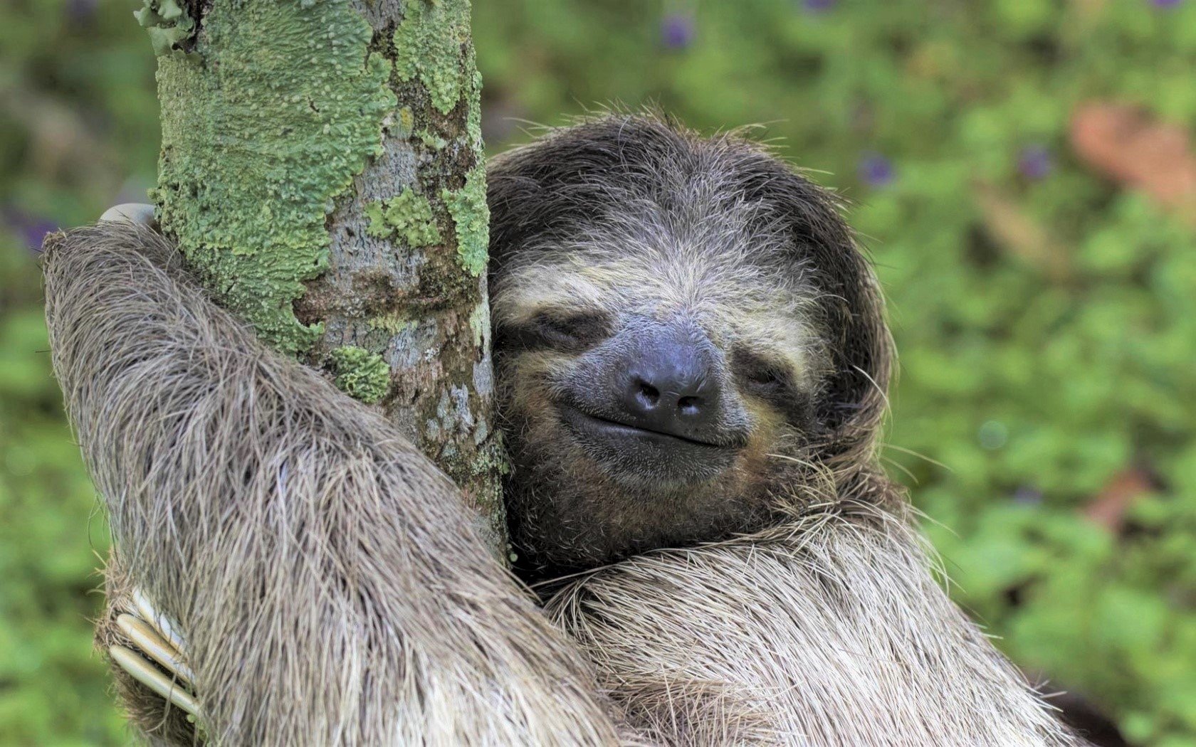 happy nappers sloth