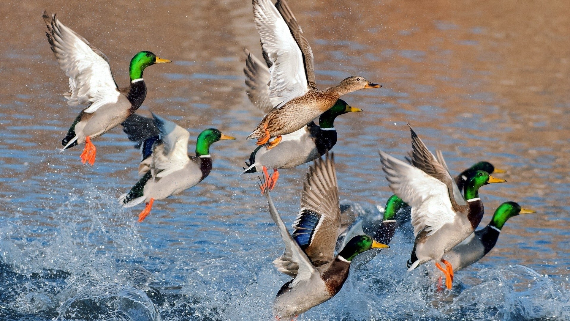 Mallards Taking Flight Image - ID: 303517 - Image Abyss