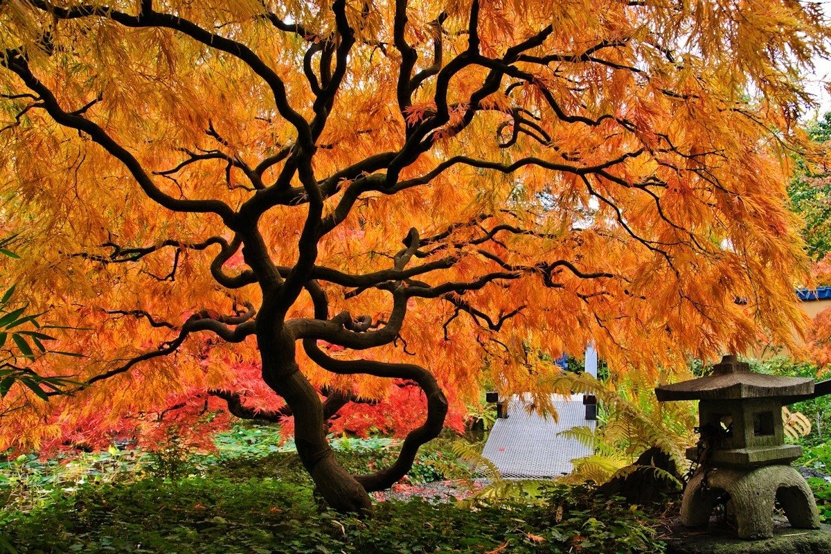  Crooked Oak Tree in Japanese Garden