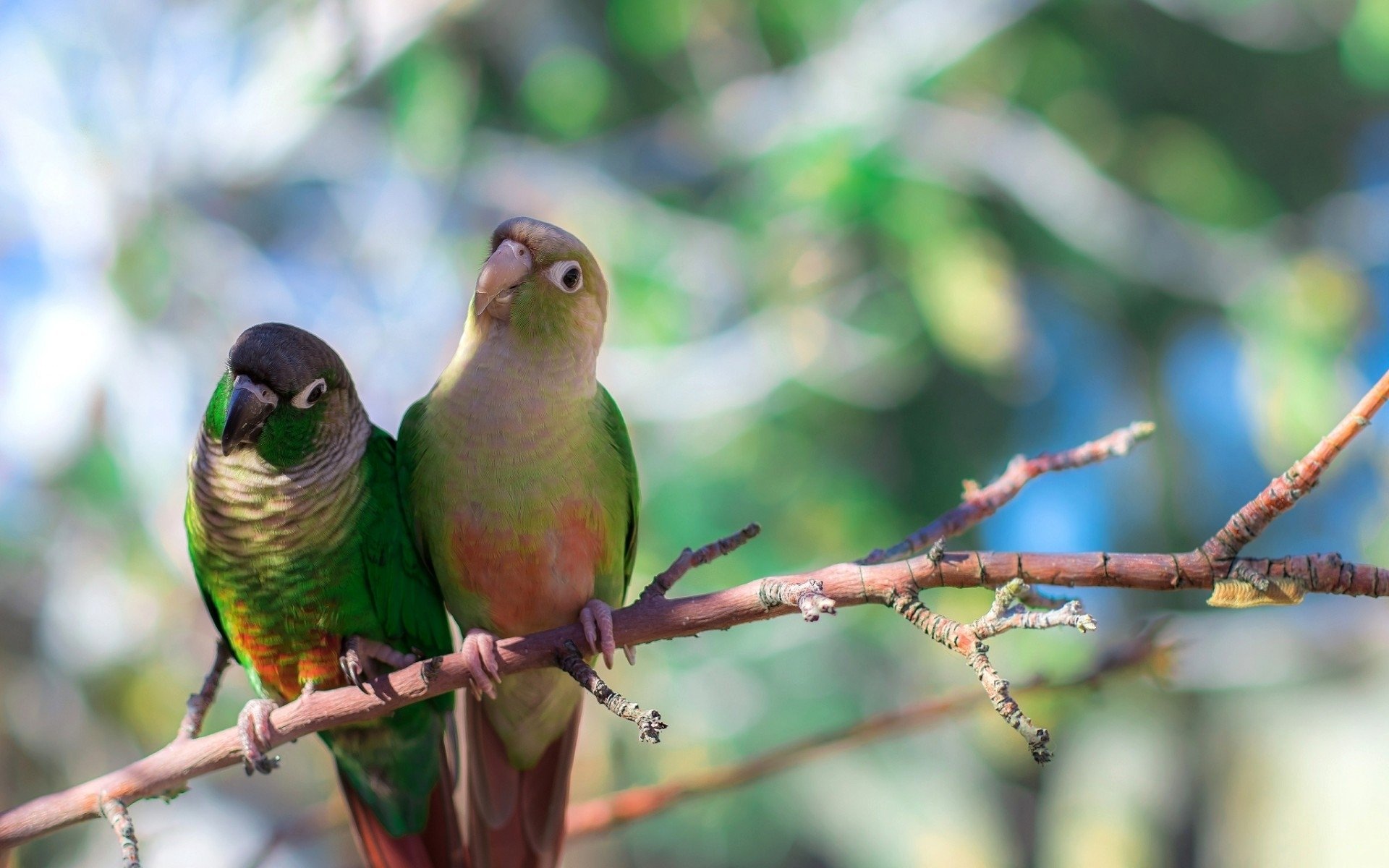 A pair of colorful parrots perched on a branch, surrounded by greenery, showcasing their vibrant plumage and playful demeanor.