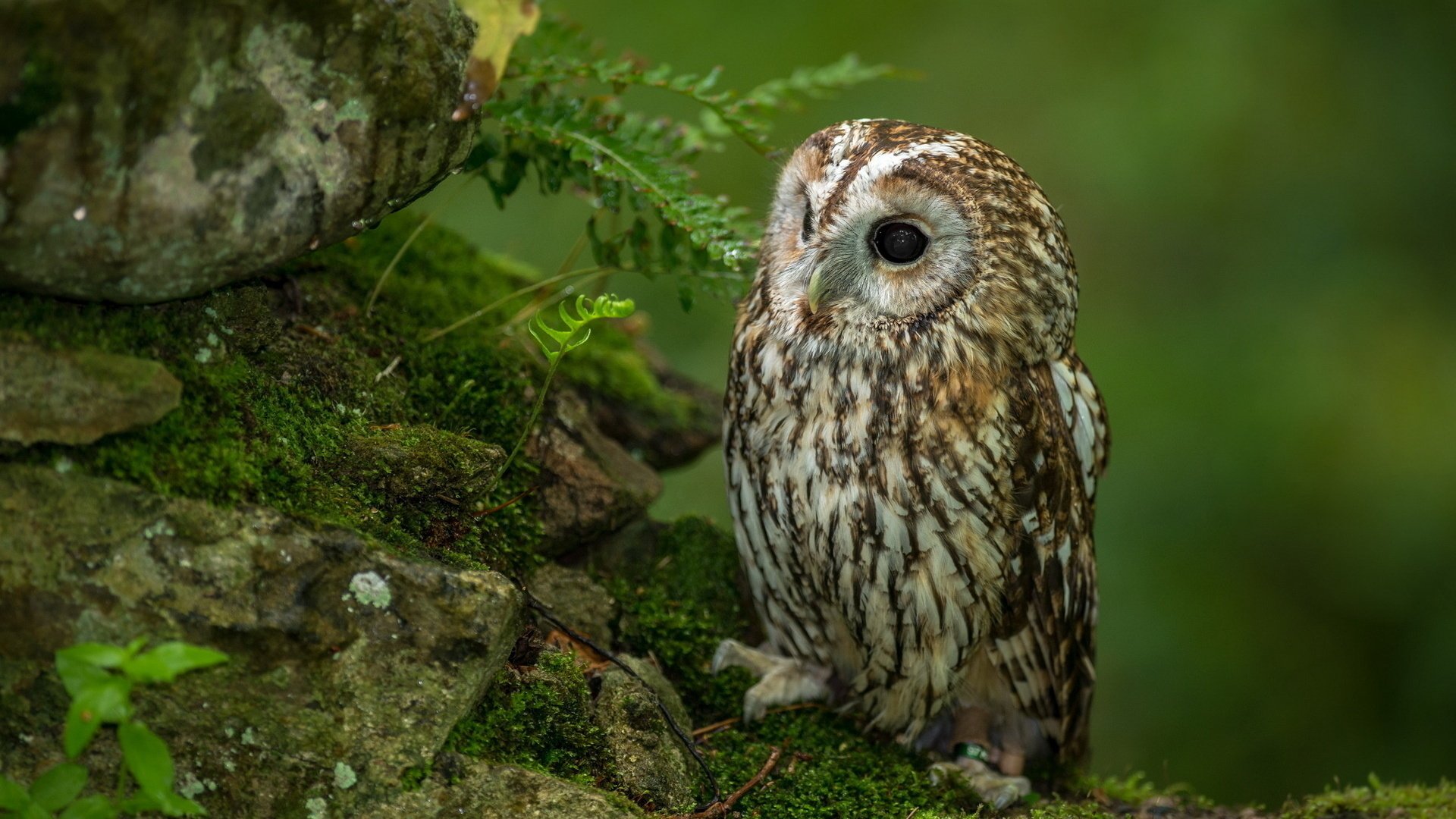 A tawny owl perched on a moss-covered stone amidst lush greenery, displaying intricate feather patterns and large, expressive eyes, embodying the essence of the wild.