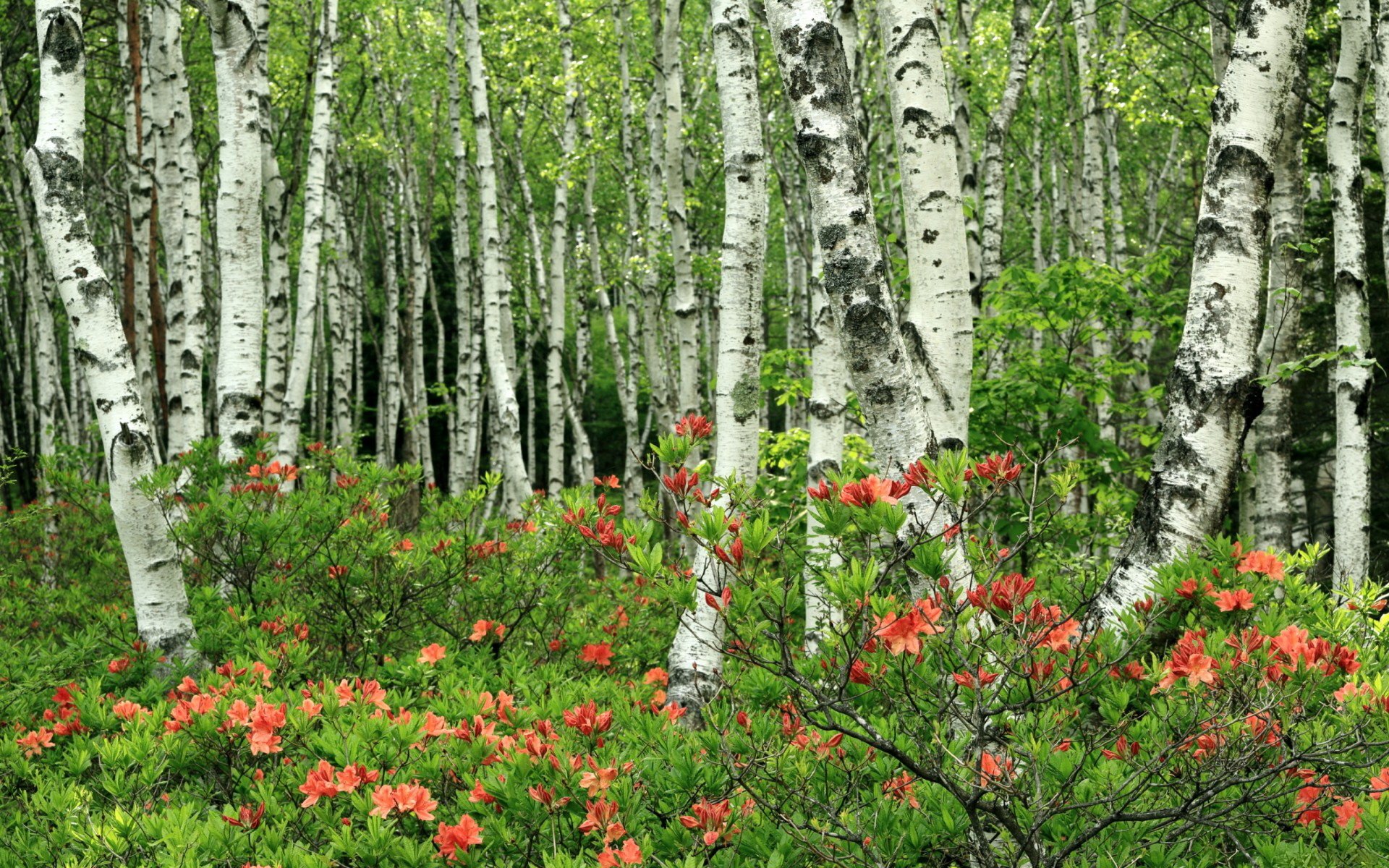 birch nature forest Image