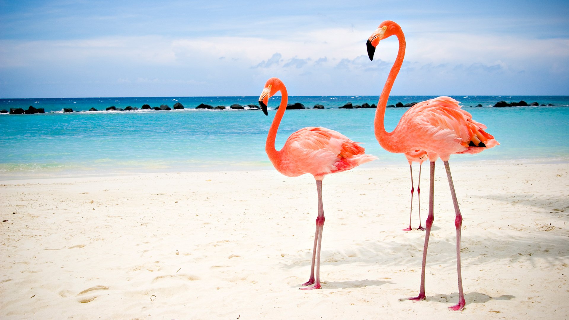Two bright pink flamingo birds stand on a sandy beach with turquoise ocean water and a clear sky in the background.
