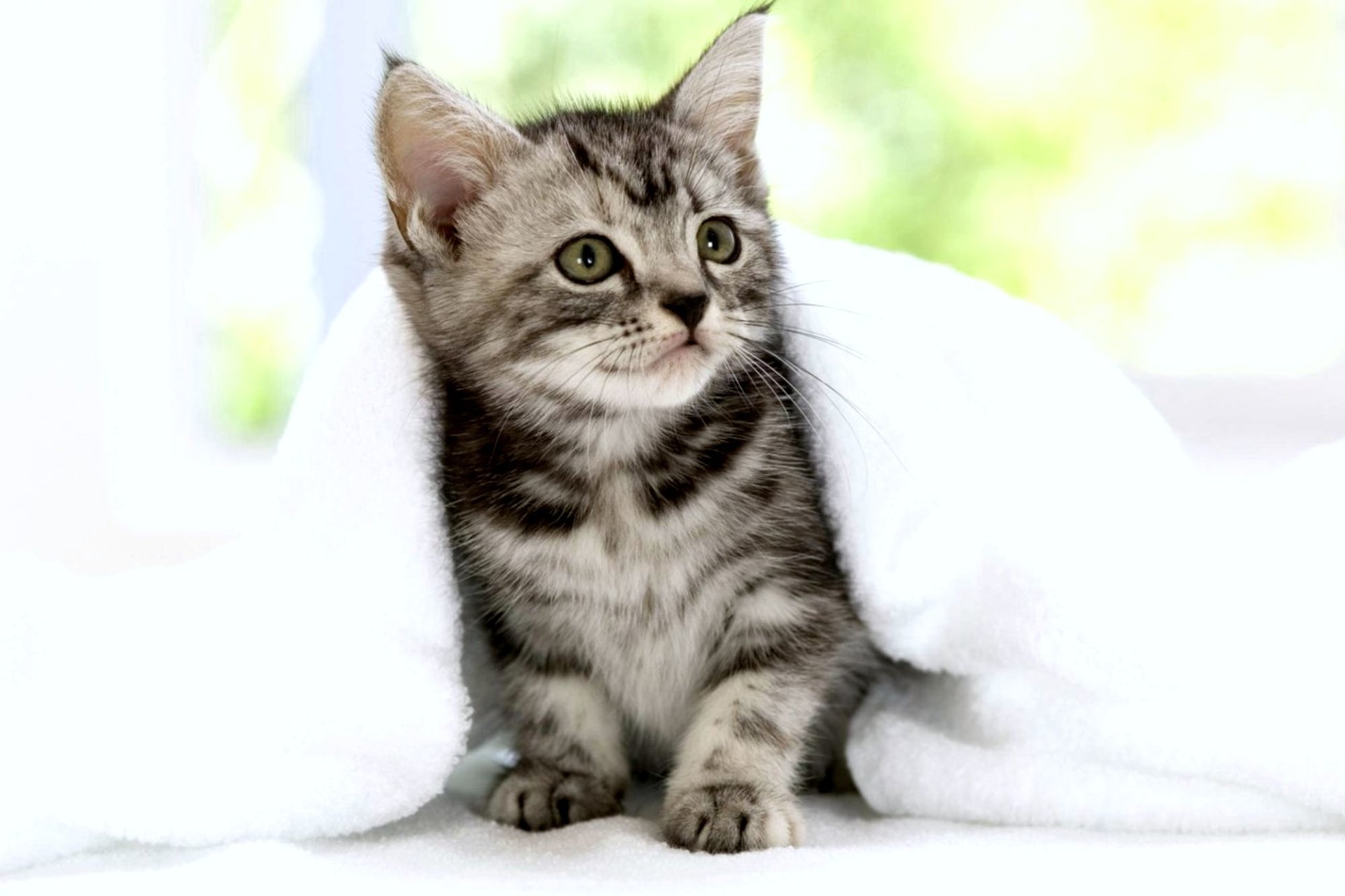 A small tabby cat with striped fur peeks out from under a white blanket against a softly blurred background.