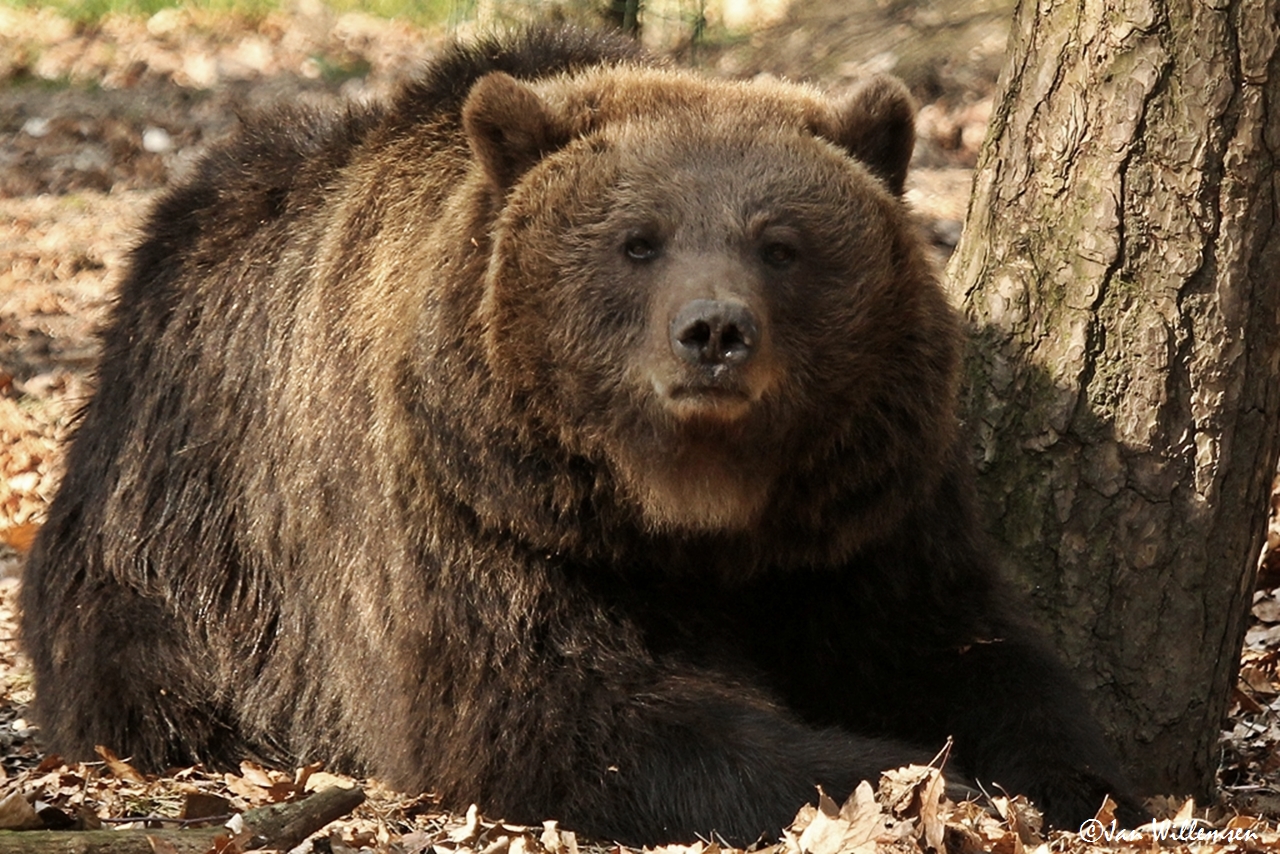 Brown Bear by Jan Willemsen
