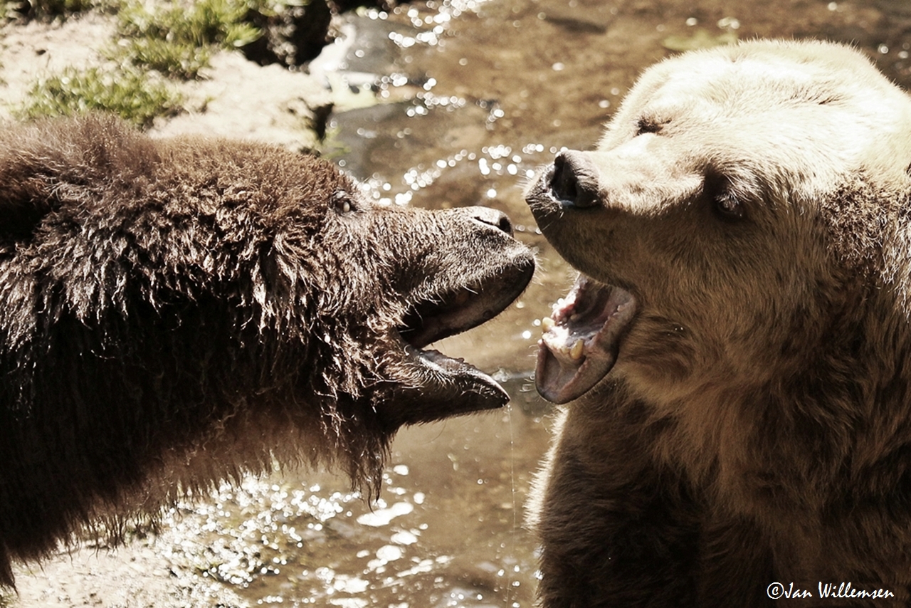 Brown Bear by Jan Willemsen