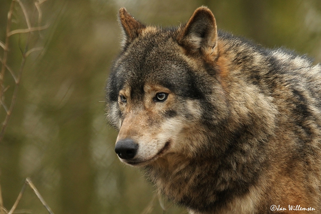 Download Zoo Animal Wolf Image