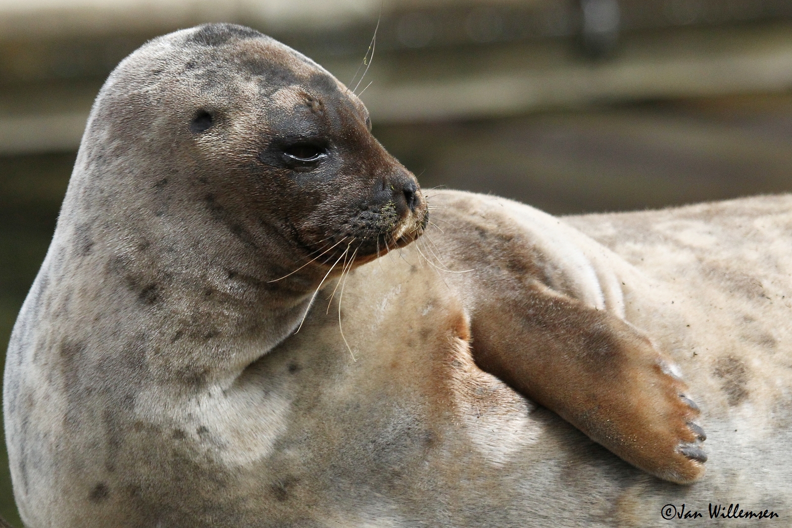Ringed Seal by Jan Willemsen