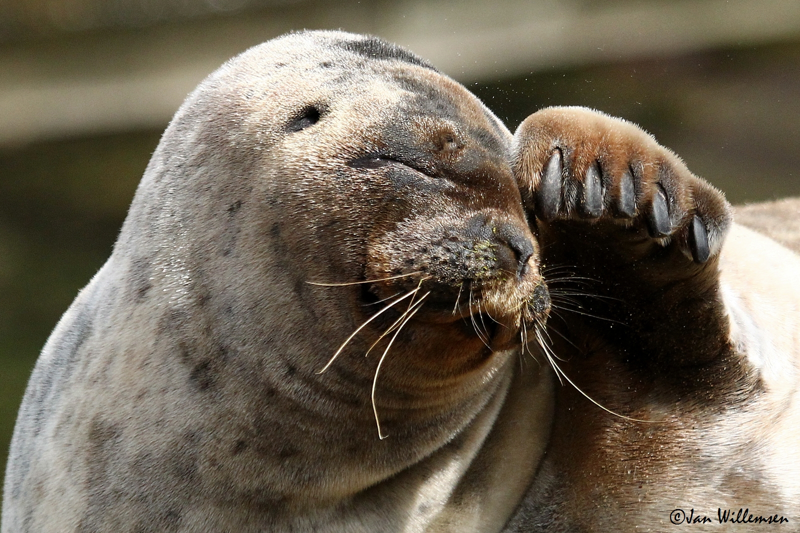 Ringed Seal by Jan Willemsen