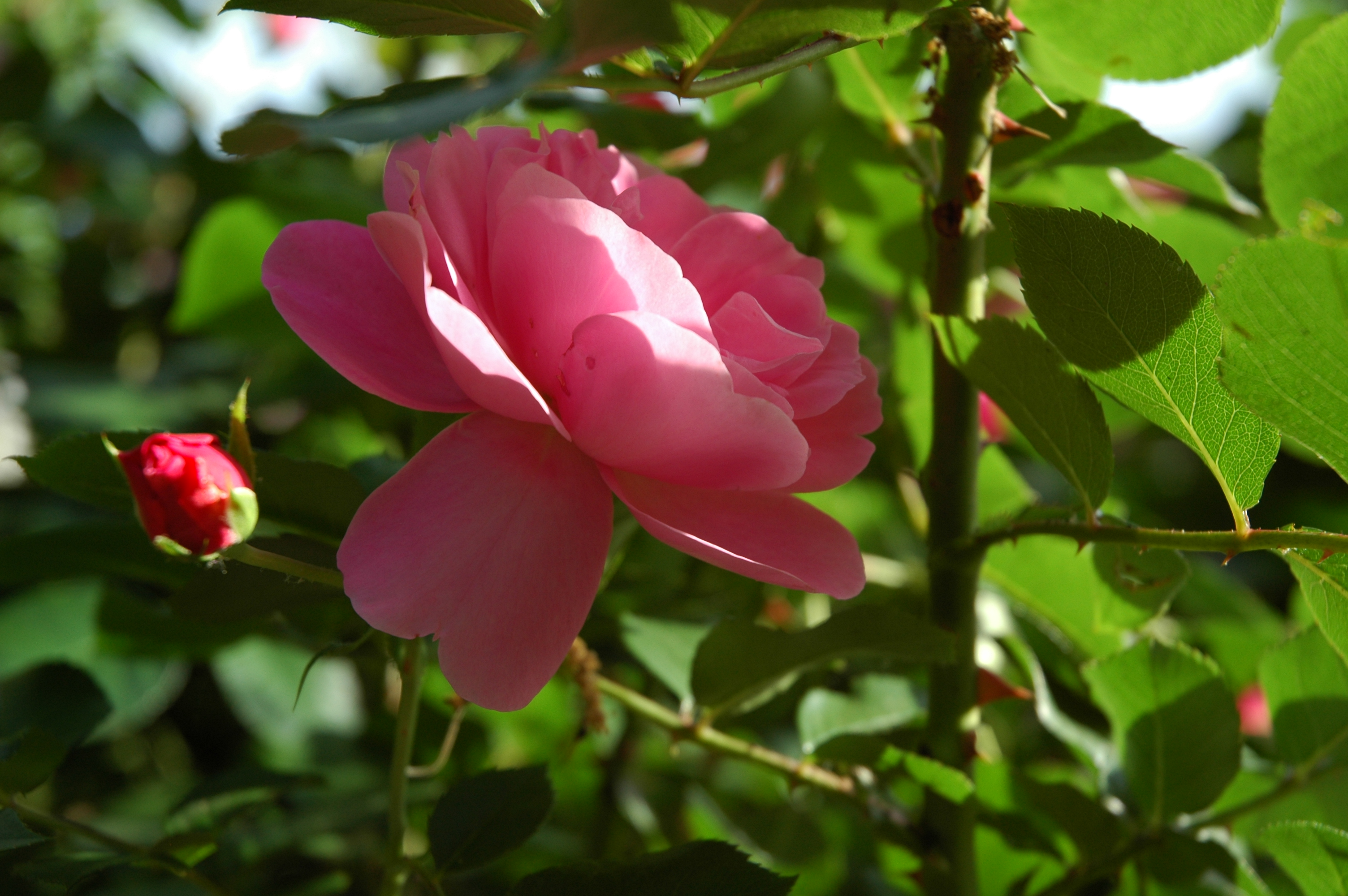 Download Nature Rose Image by creso