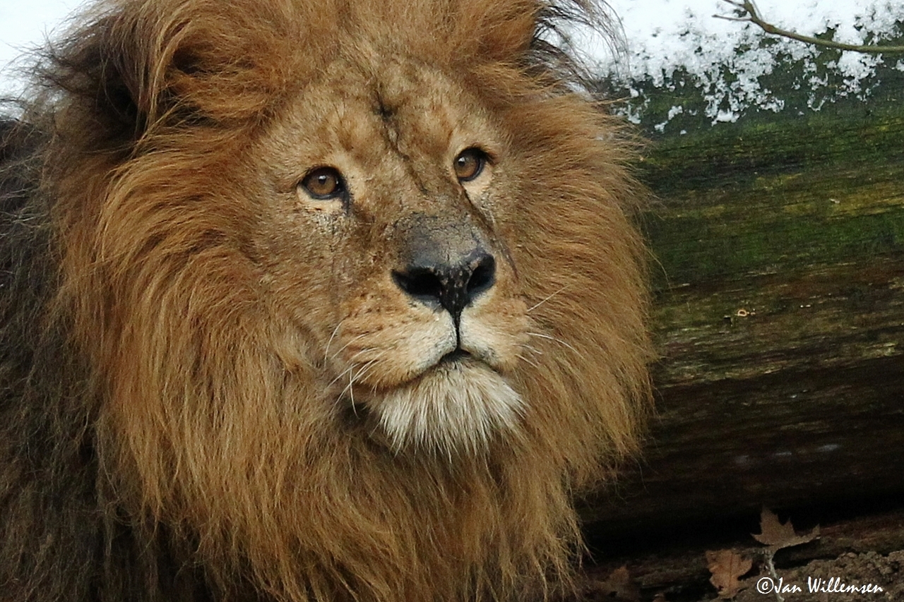 African Lion By Jan Willemsen Image Abyss