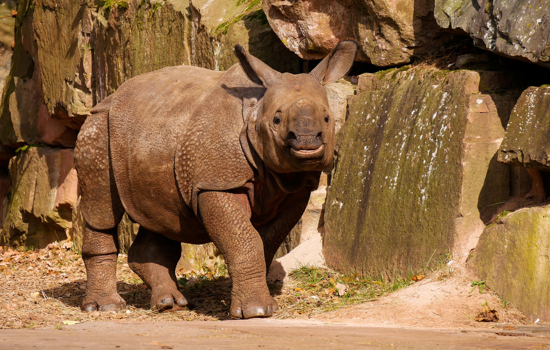 Baby Rhinoceros by Gerhard Gellinger