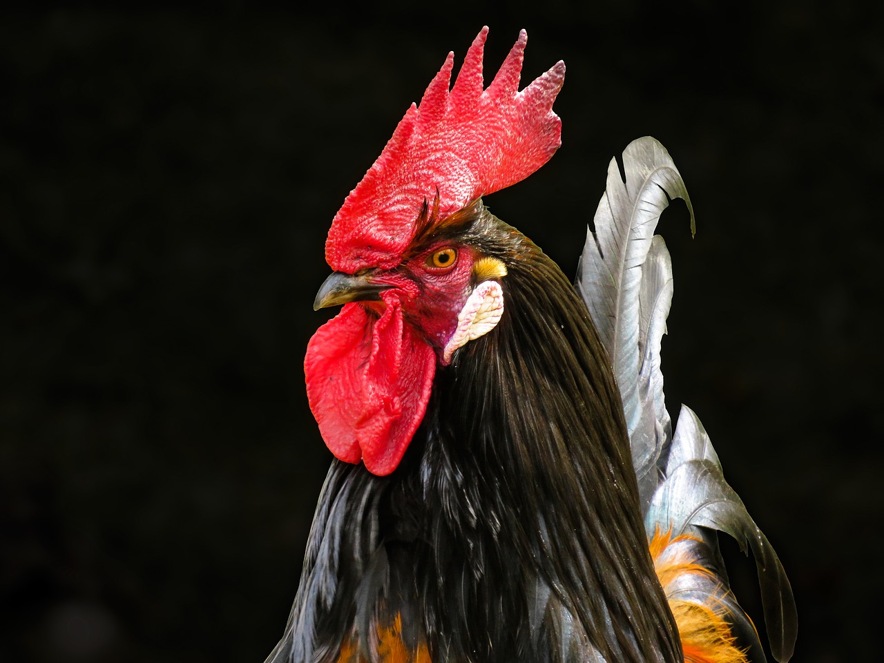Rooster Picture by Gerhard Gellinger