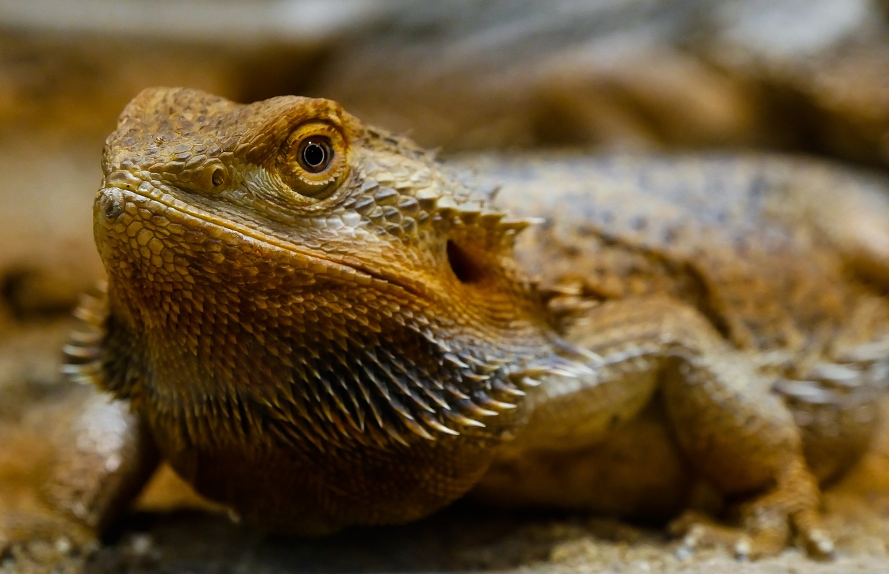 Bearded Dragon Picture by Gerhard Gellinger