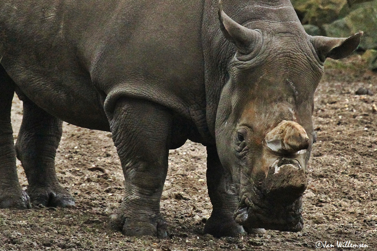 Rhino Picture by Jan Willemsen