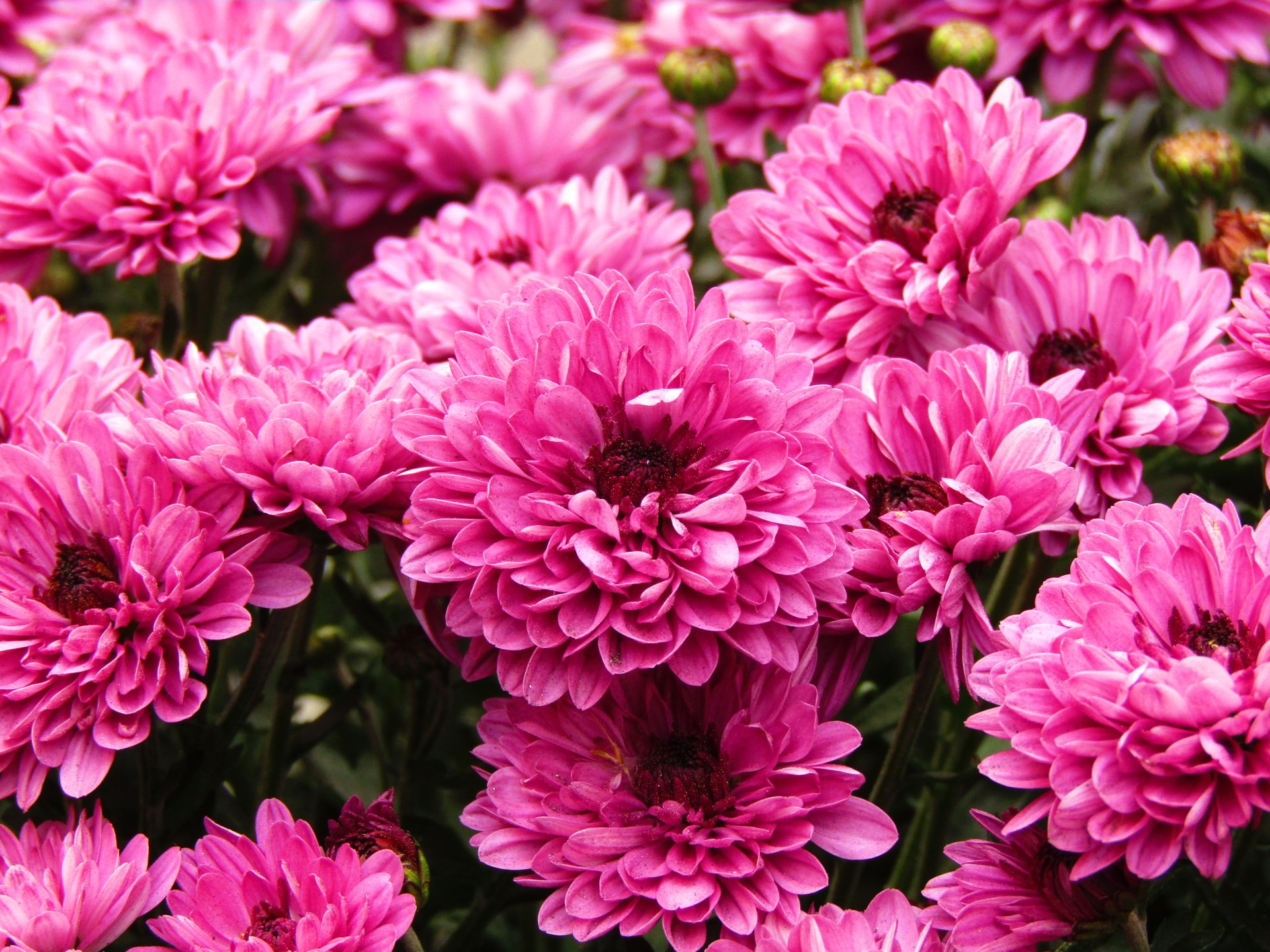 A vibrant display of pink flowers with thick petals, showcasing the beauty of nature in full bloom. The rich colors highlight the delicate details of each blossom.