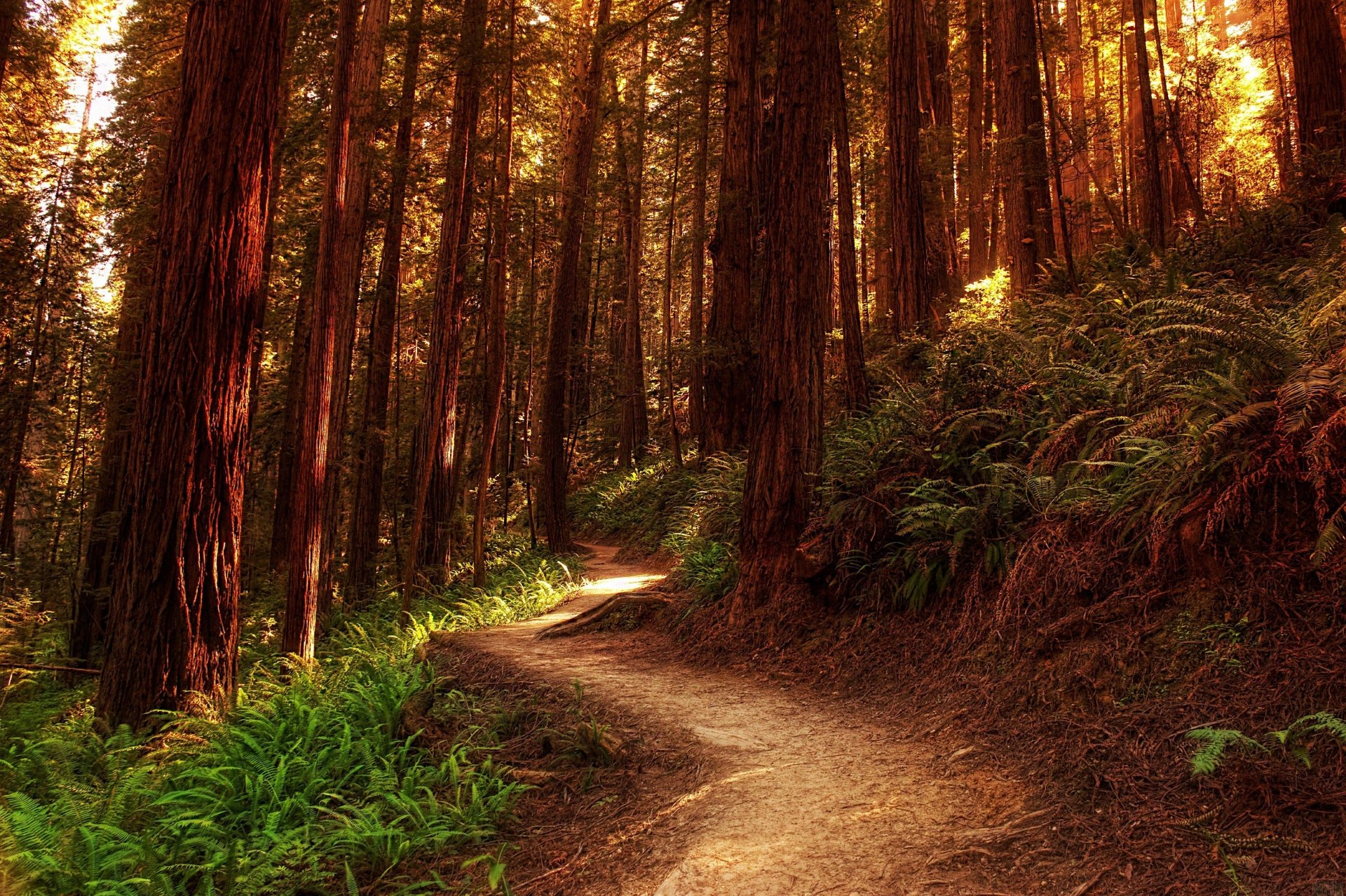  trail in the woods