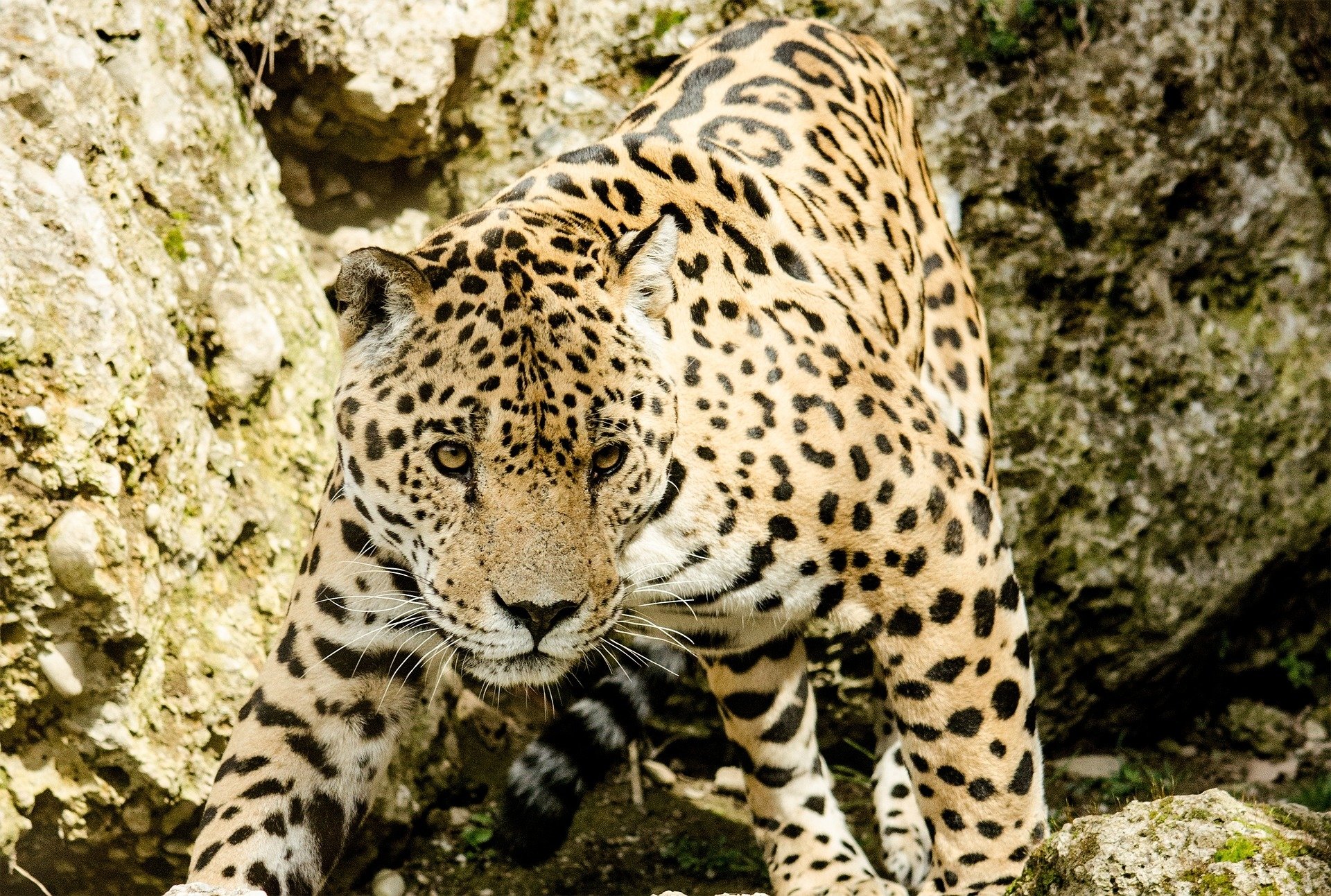 Animal jaguar Image
