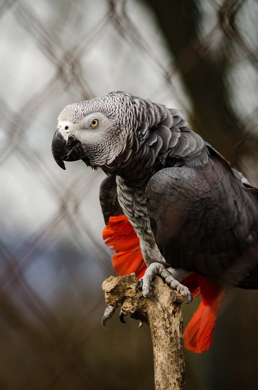 parrot bird Animal African Grey Parrot Image