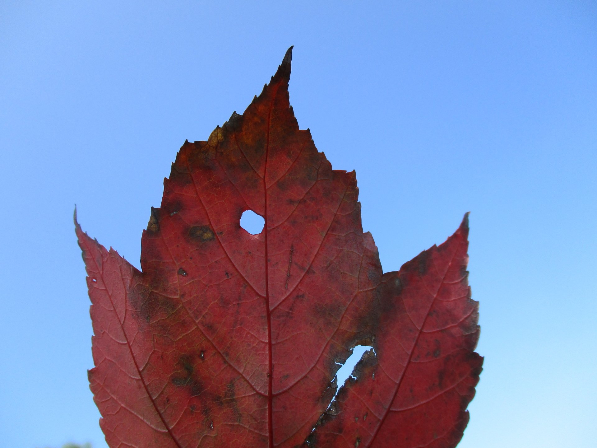  Wallpaper for desktop