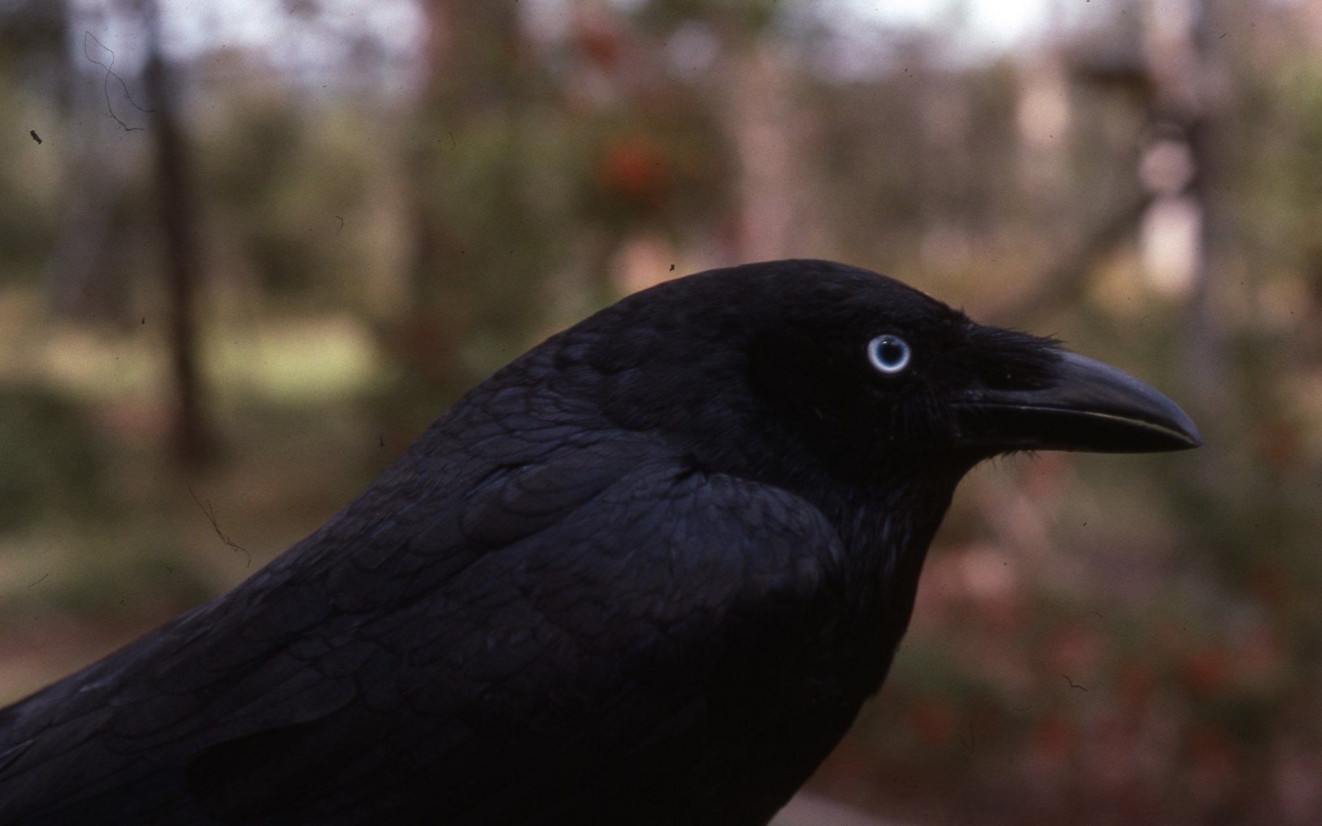 A close-up of a crow with glossy black feathers and a striking pale eye, set against a blurred natural background.