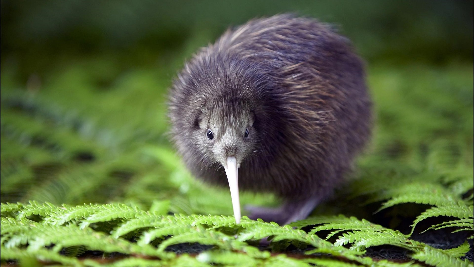 kiwi