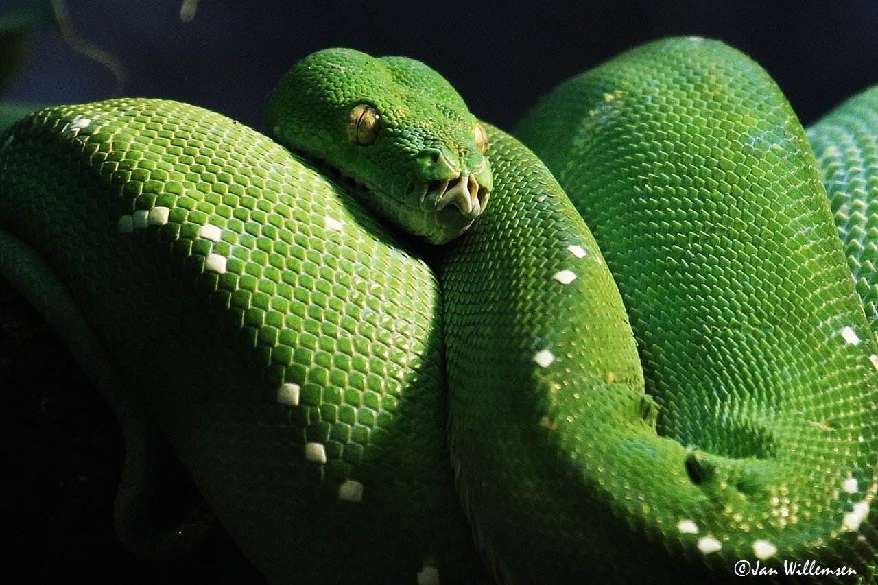 Green Tree Python - Desktop Wallpapers, Phone Wallpaper, PFP, Gifs, and ...