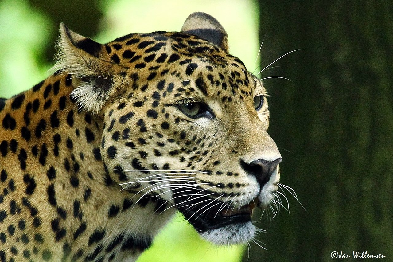 Sri Lankan Leopard - Desktop Wallpapers, Phone Wallpaper, PFP, Gifs ...