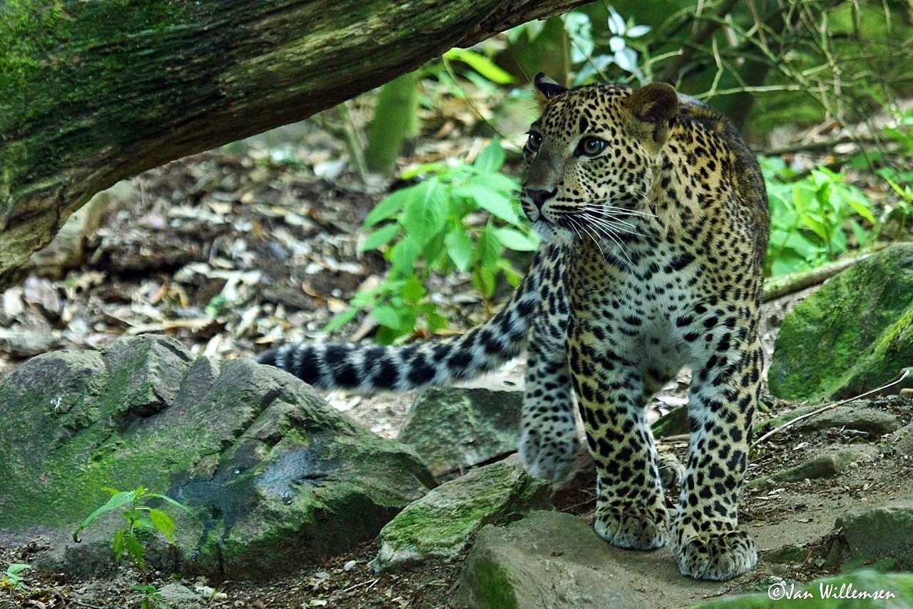 Sri Lanka Panther Image - Id: 304727 - Image Abyss