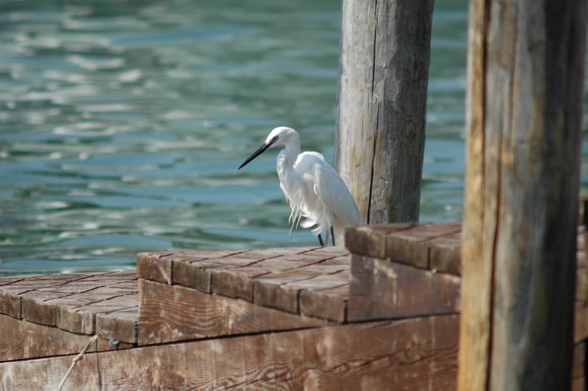 Animal egret Image