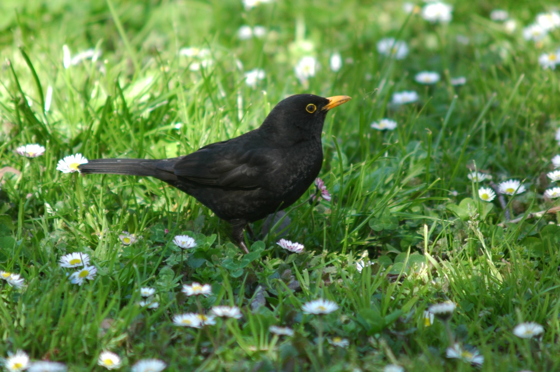 Animal common blackbird Image