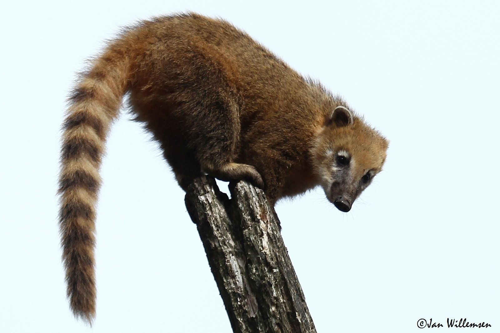 Coati - Desktop Wallpapers, Phone Wallpaper, PFP, Gifs, and More!