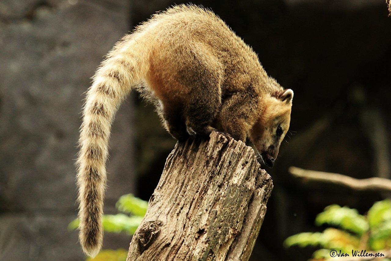 Coati - Desktop Wallpapers, Phone Wallpaper, PFP, Gifs, and More!