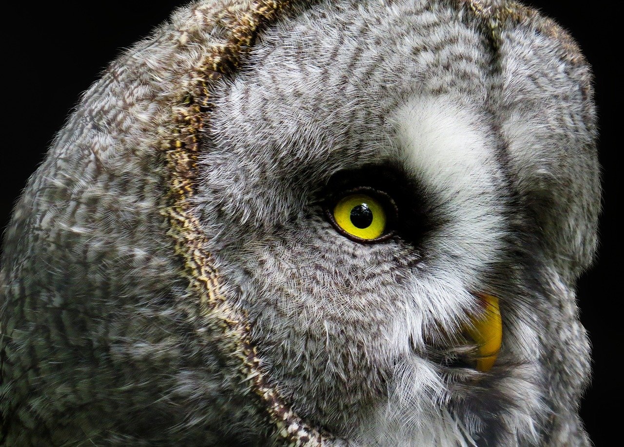 eye close-up bird Animal owl Image