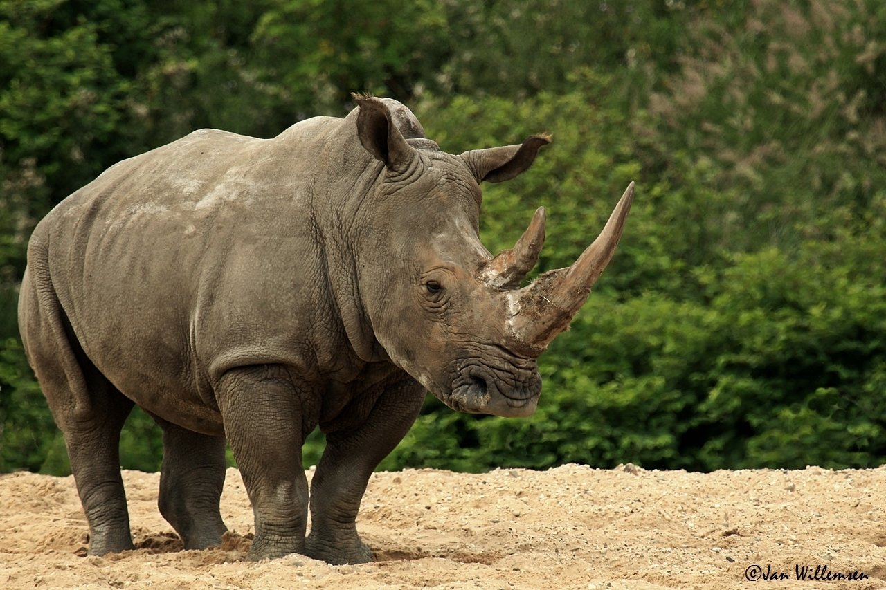 rhino free download