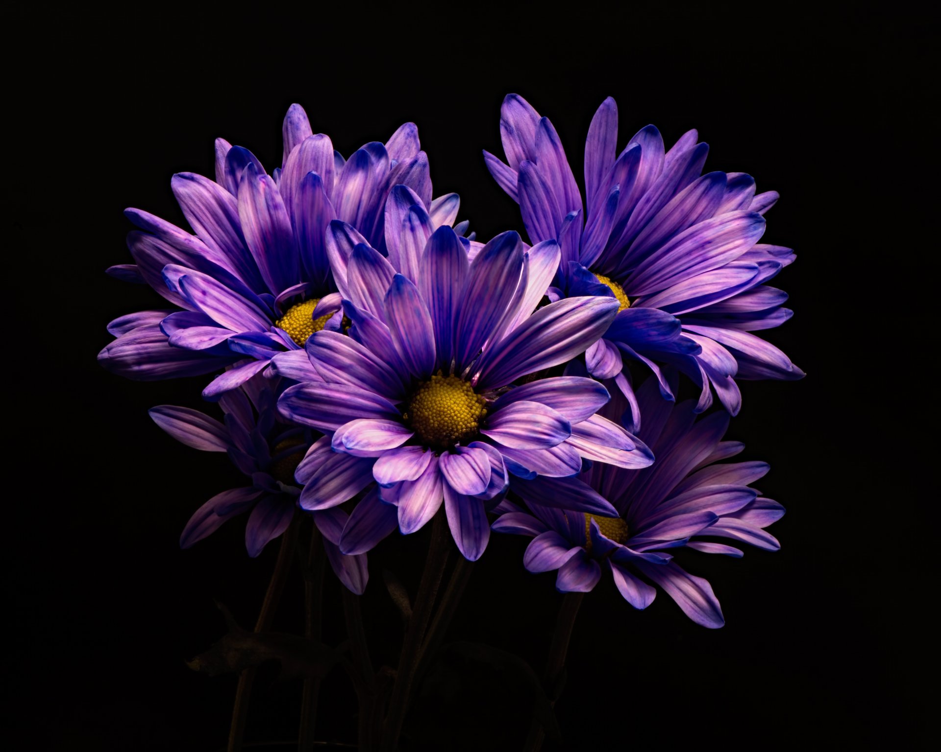  Purple Daisies