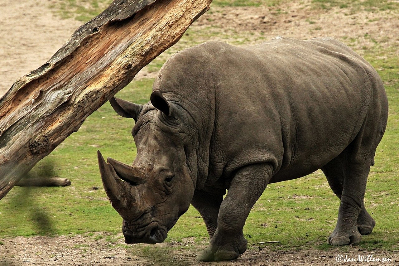 free download Rhinoceros 3D 7.31.23166.15001