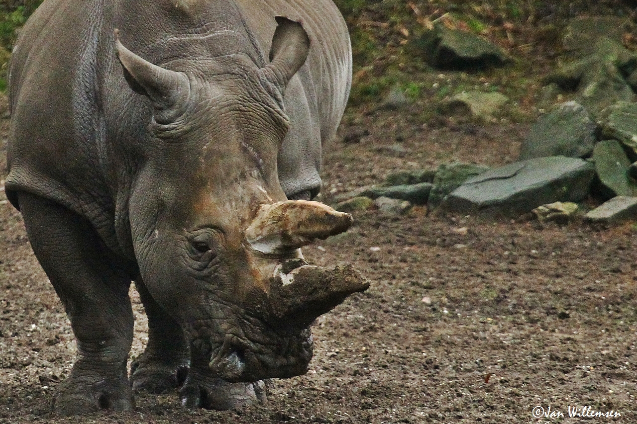 Rhino Picture by Jan Willemsen
