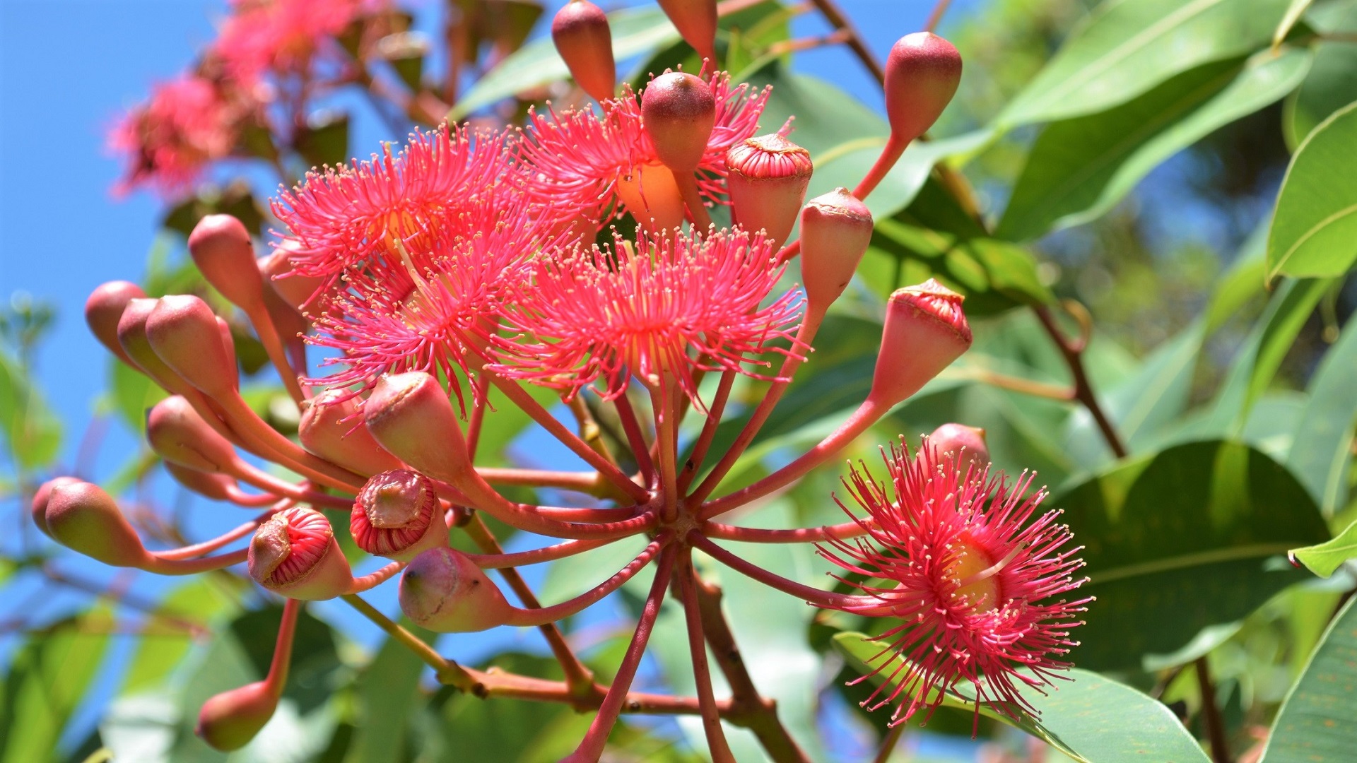 Red Flowering Gum - Corymbia Ficifolia, Native Australian Tree by lonewolf6738