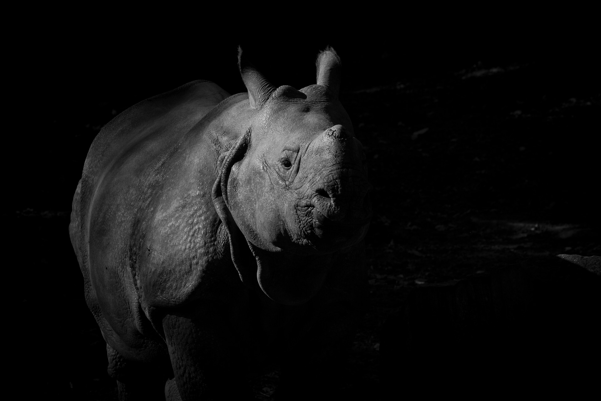 Rhinoceros by Der_Knipser