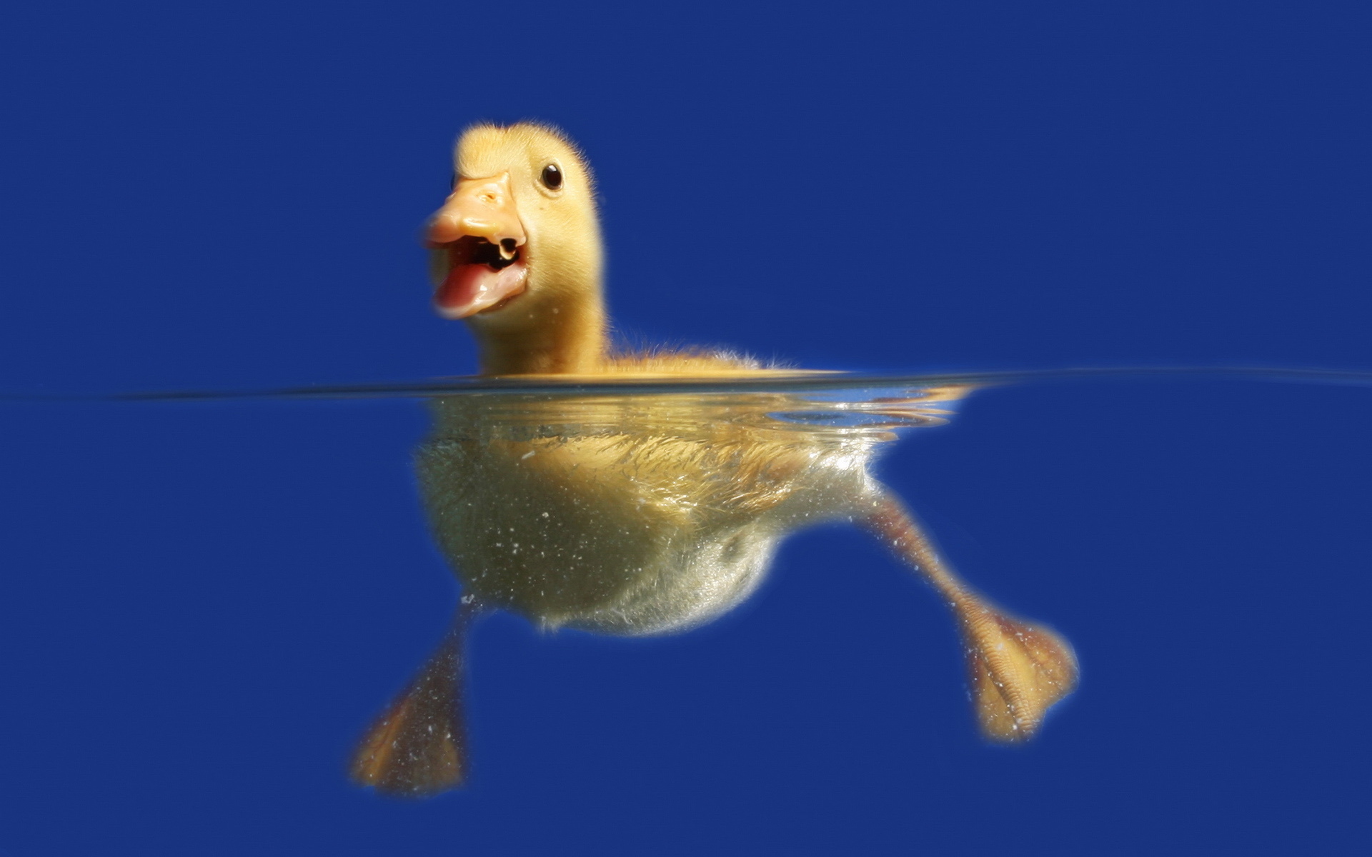 Duck Picture