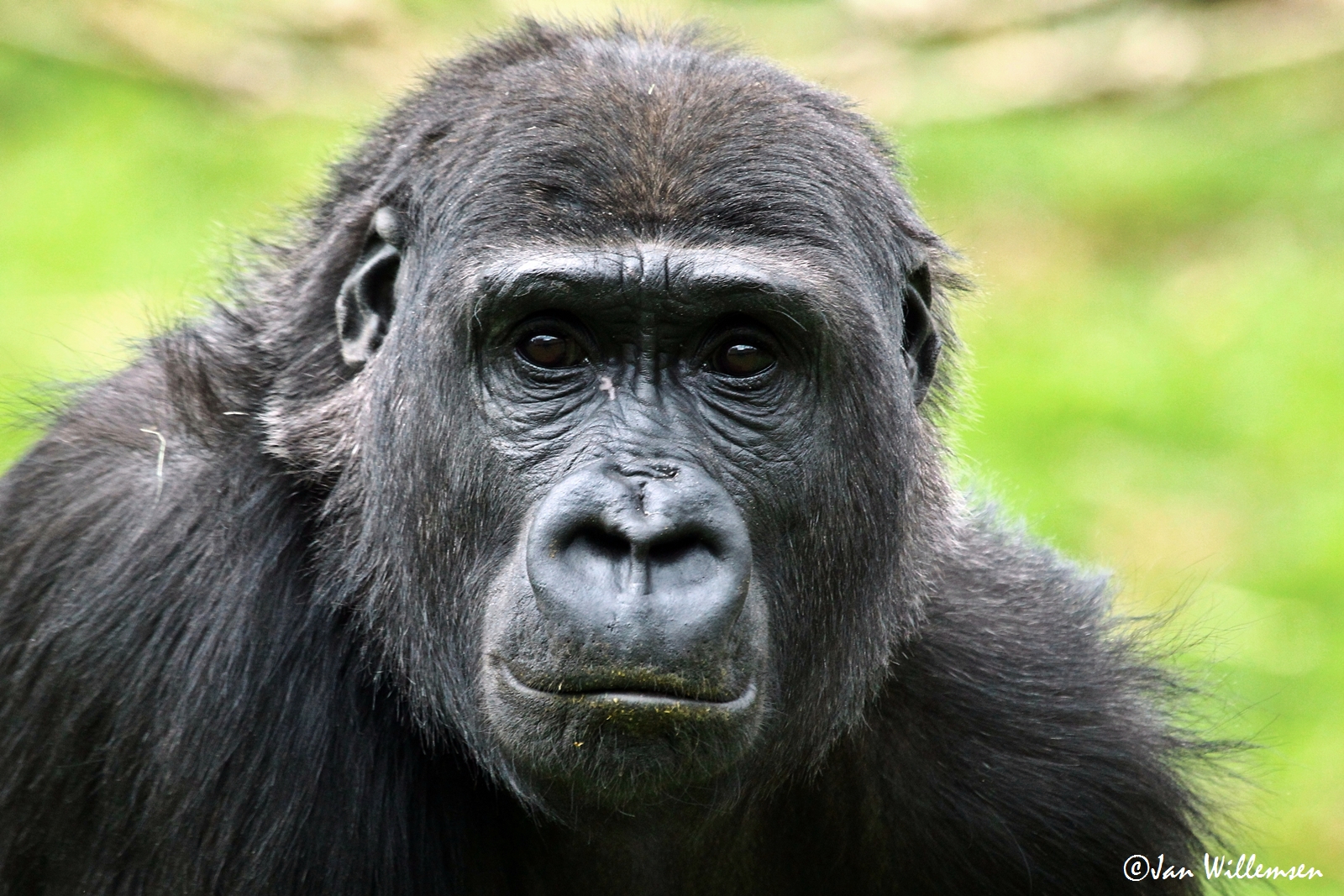 Gorilla Picture by Jan Willemsen - Image Abyss