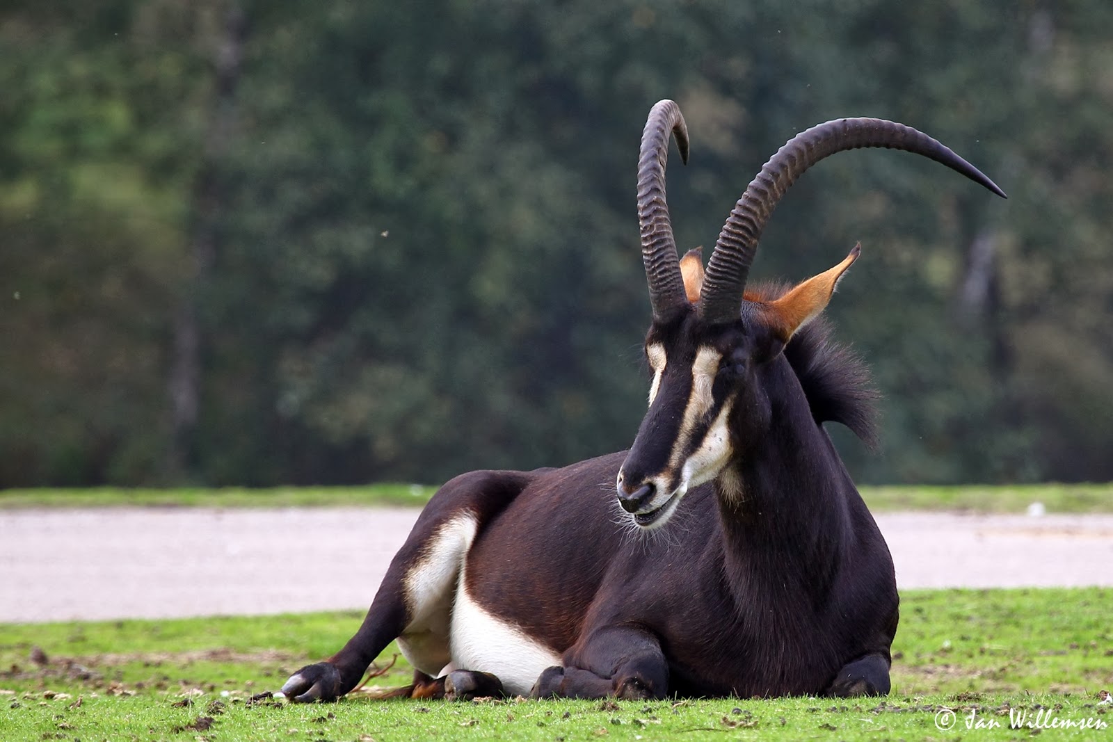 Black Sable Antelope by Jan Willemsen