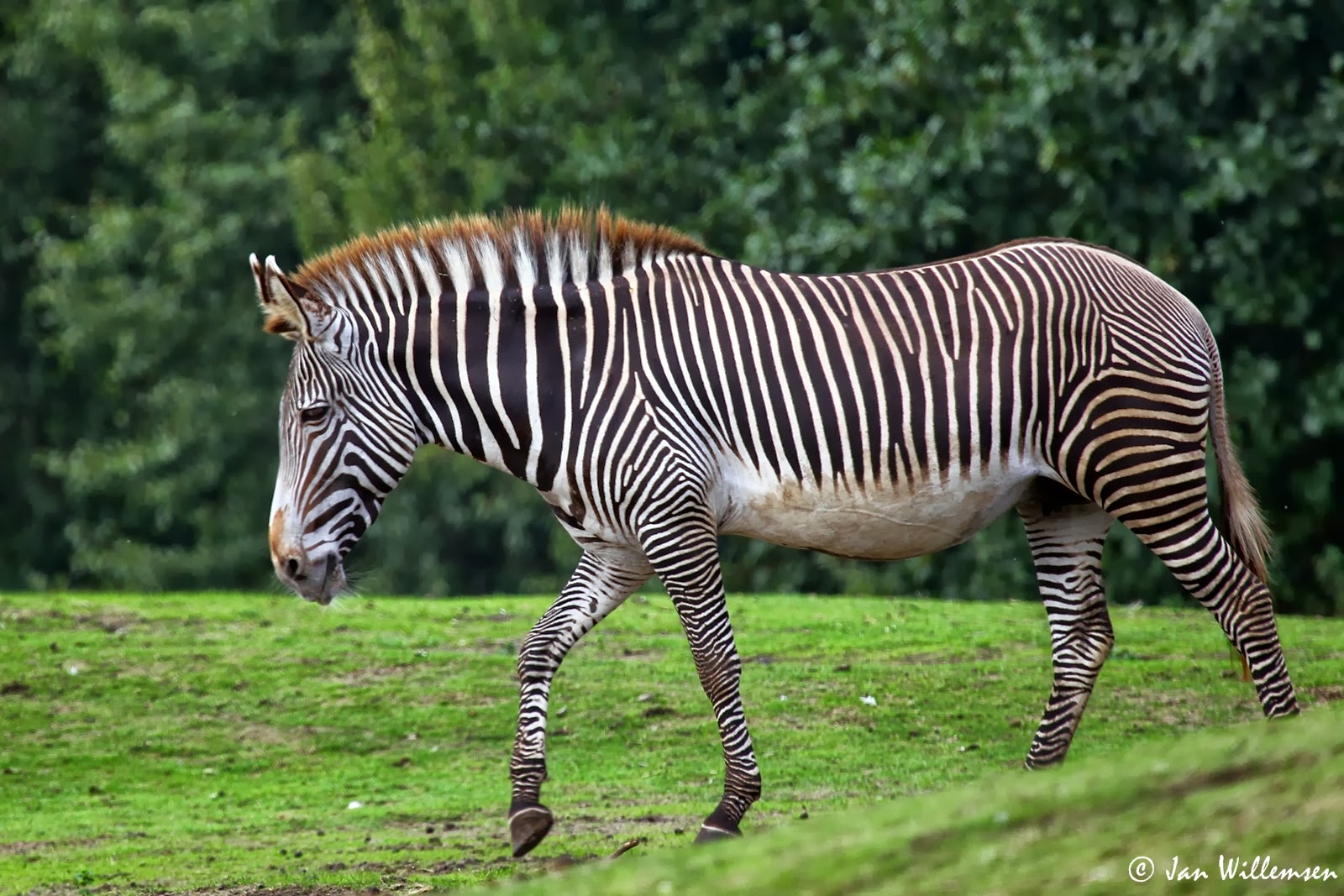 Grevy's Zebra by Jan Willemsen