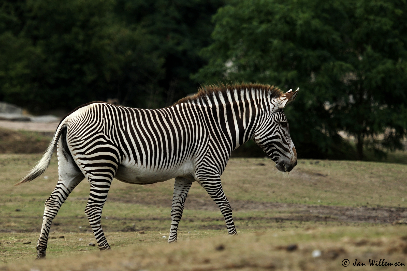 Grevy's Zebra by Jan Willemsen